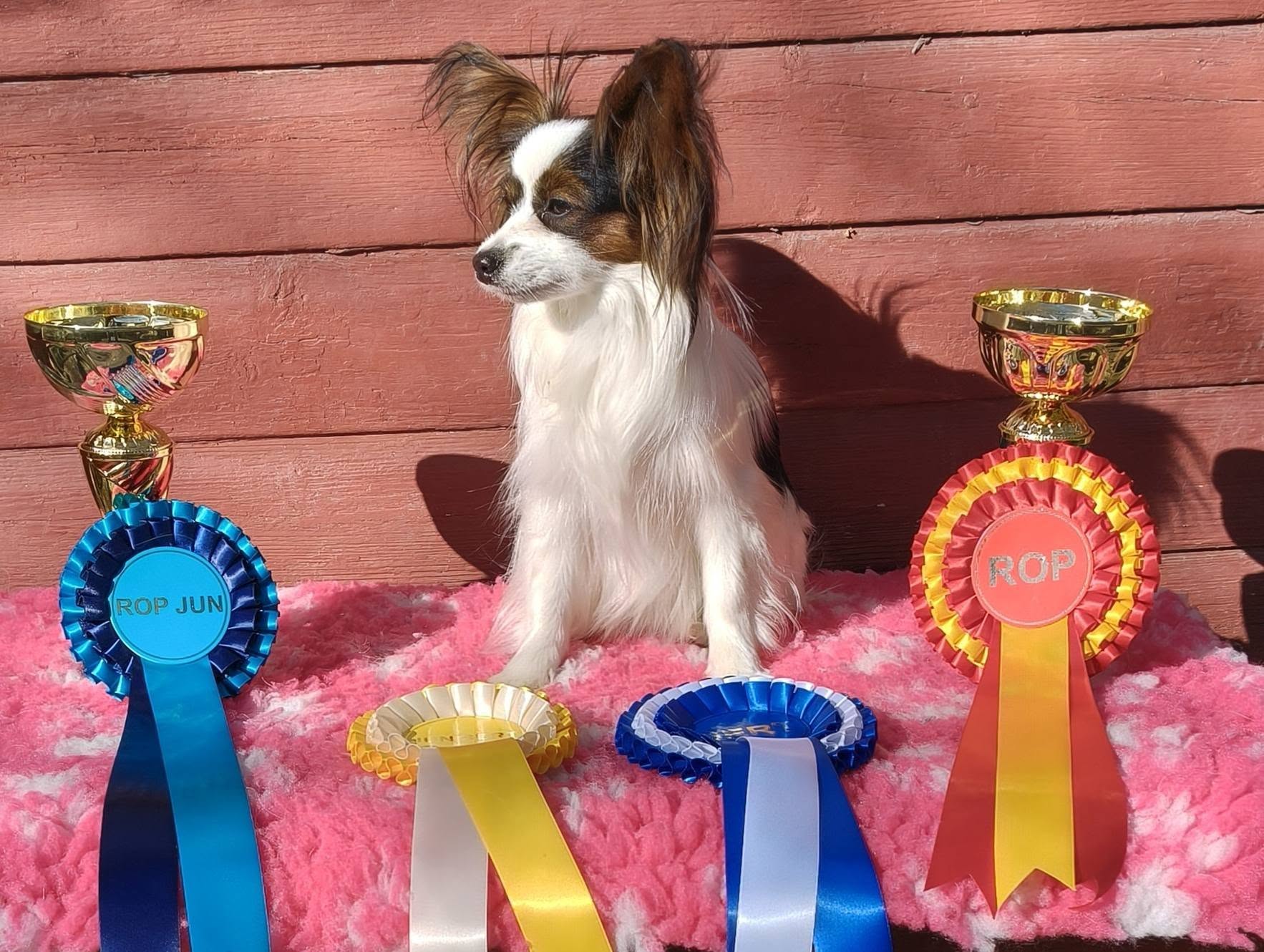 Kuunliljan Timanttinen Taikatähti "Miina"